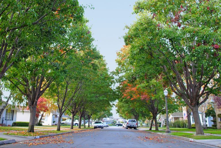 Whoever Is Planning To Plant Trees In Karachi This Month Needs To Know