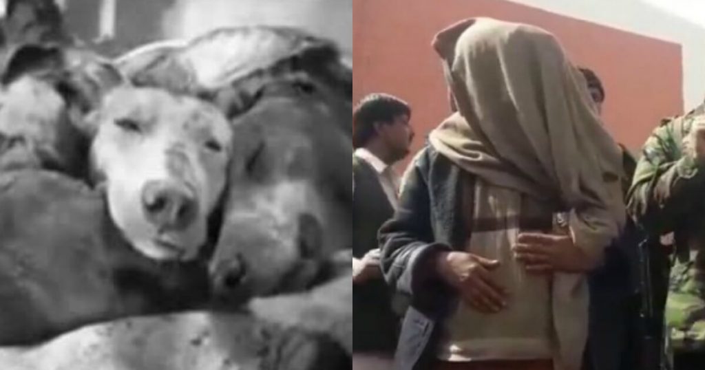 A Butcher In Balochistan Was Caught Selling Dog Meat Under The Guise Of Deer Meat And This Is Absolutely Disgusting - Parhlo.com