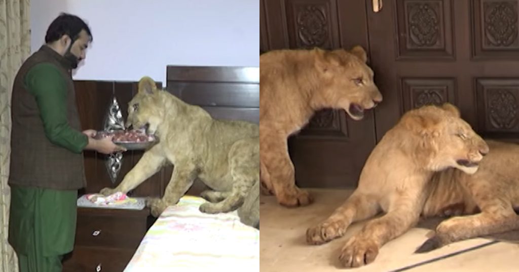 Meet Babar & Gabbar Two Lions Who Roam Freely In A Multani’s House But Pakistanis Are Not Too Impressed